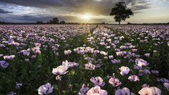 Flowers nature sun Poppies meadows