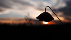 Flowers nature sun Poppies silhouettes