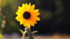 Flowers nature Sunflowers