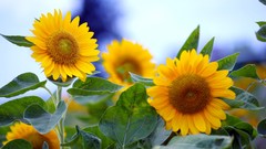 Flowers nature Sunflowers