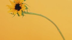 Flowers nature Sunflowers