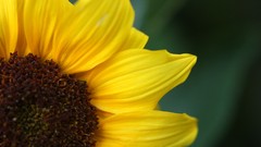 Flowers nature Sunflowers