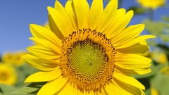 Flowers nature Sunflowers