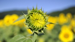 Flowers nature Sunflowers