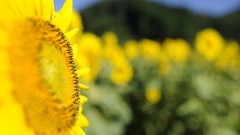 Flowers nature Sunflowers