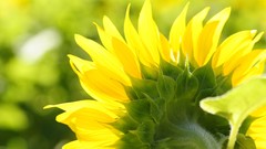 Flowers nature Sunflowers