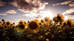 Flowers nature Sunflowers