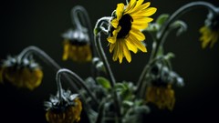 Flowers nature Sunflowers