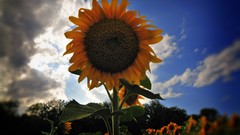Flowers nature Sunflowers