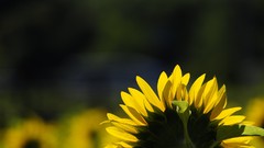 Flowers nature Sunflowers