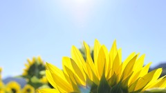 Flowers nature Sunflowers