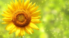 Flowers nature Sunflowers