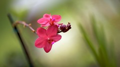 Flowers nature Sunflowers