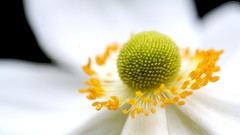 Flowers nature Sunflowers