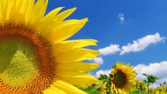 Flowers nature Sunflowers