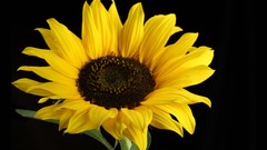 Flowers nature Sunflowers