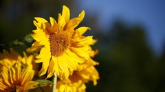 Flowers nature Sunflowers