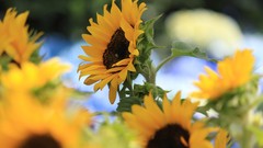 Flowers nature Sunflowers