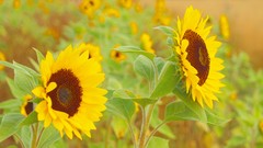 Flowers nature Sunflowers close-up