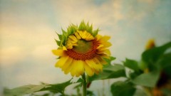 Flowers nature Sunflowers close-up