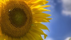 Flowers nature Sunflowers close-up