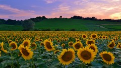 Flowers nature Sunflowers close-up fields