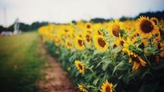 Flowers nature Sunflowers depth of field