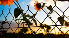 Flowers nature Sunflowers fences Chain Link Fence