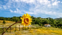Flowers nature Sunflowers fields yellow flowers blurred 