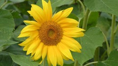 Flowers nature Sunflowers flower petals
