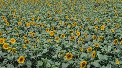 Flowers nature Sunflowers land fields
