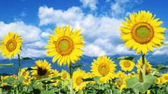 Flowers nature Sunflowers Plants