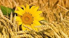 Flowers nature Sunflowers spikelets yellow flowers