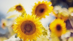 Flowers nature Sunflowers yellow flowers
