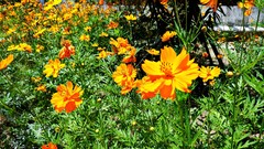 Flowers nature sunlight