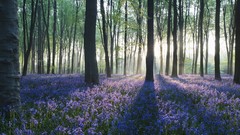 Flowers nature sunlight forests blue flowers
