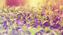Flowers nature sunlight petunias depth of field photo filters