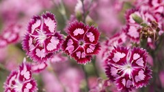 Flowers nature Sweet William