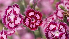 Flowers nature Sweet William