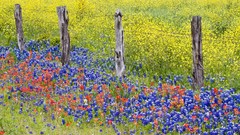 Flowers nature Texas fences multicolor Bluebonnet
