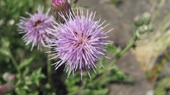 Flowers nature Thistles