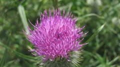 Flowers nature Thistles
