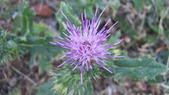 Flowers nature Thistles