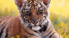 Flowers nature Tigers documentary