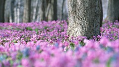 Flowers nature tree trunks pink flowers Wildflowers depth of 