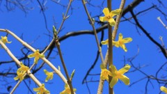 Flowers nature Trees
