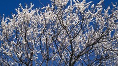 Flowers nature Trees