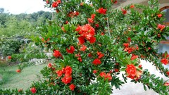 Flowers nature Trees