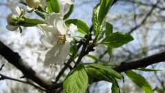 Flowers nature Trees
