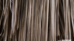 Flowers nature Trees